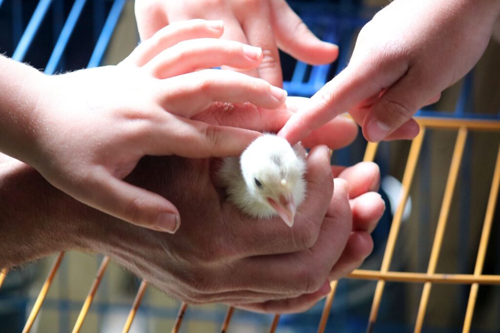 Kinderhände und ein kleines Küken