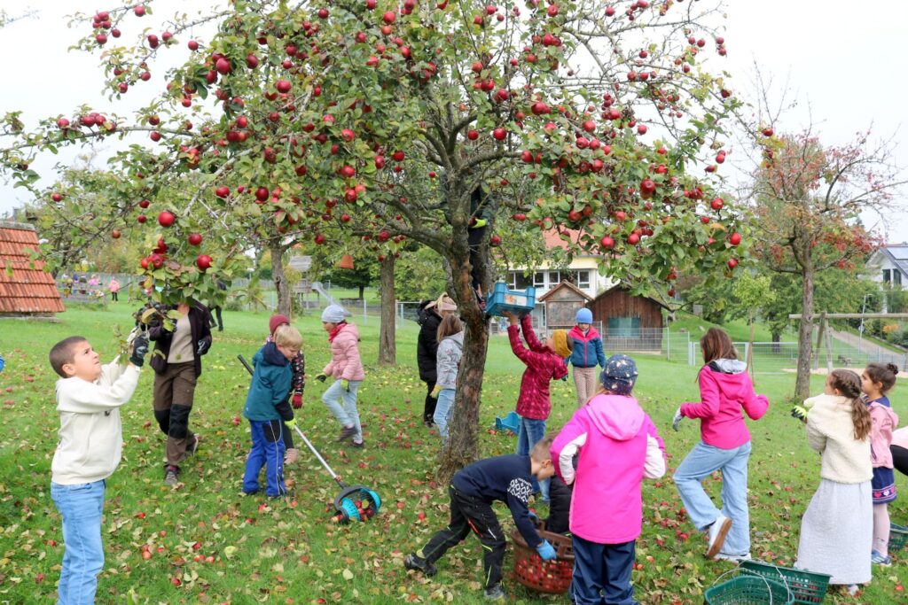 So viele rote Äpfel auf dem Baum müssen noch geschüttelt werden