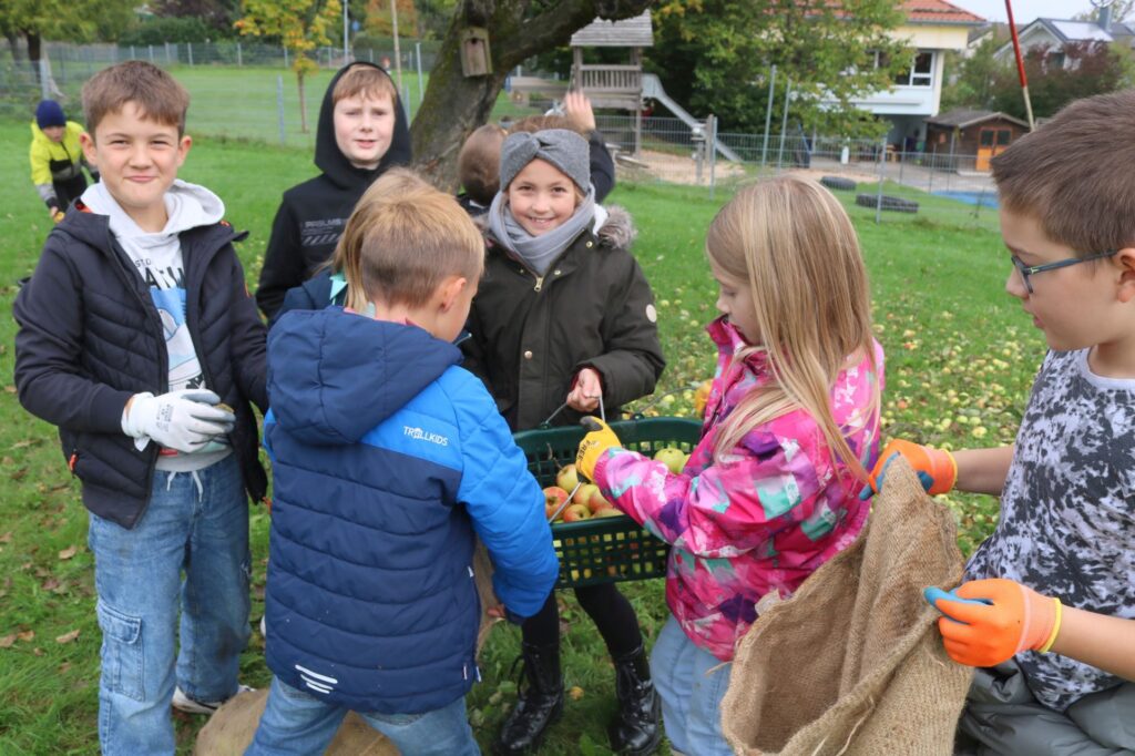 Einige Kinder schütten die Äpfel aus Körben in die Säcke
